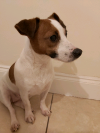 topical antibiotics for dogs